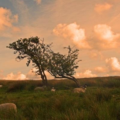 pk10赛车手机app下载